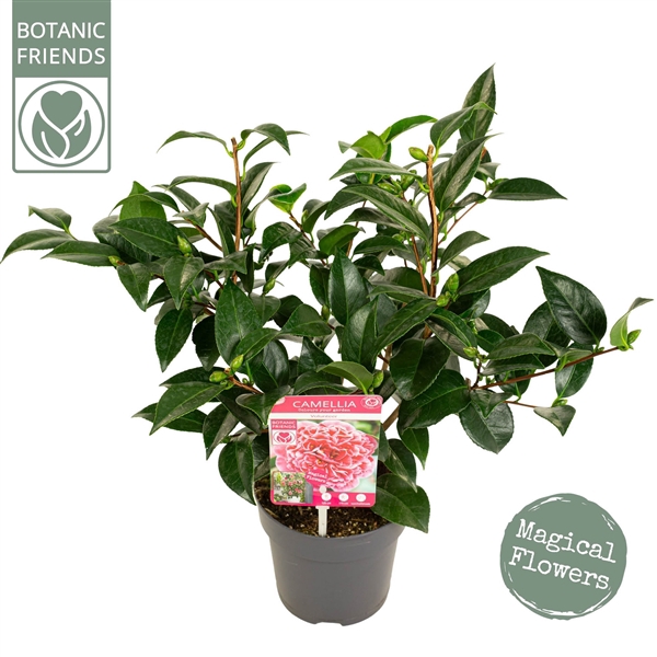 <h4>Camellia jap. 'Volunteer' Premium</h4>