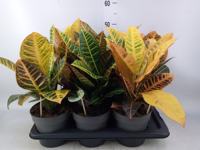 <h4>Codiaeum var. GR 'Petra'</h4>