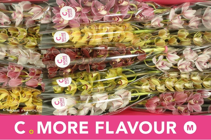 <h4>CYMB MI GEM</h4>