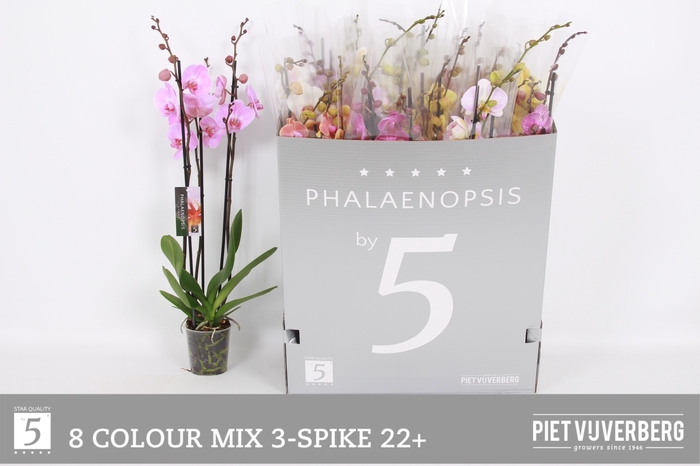 <h4>PHAL GEM 8 KL</h4>
