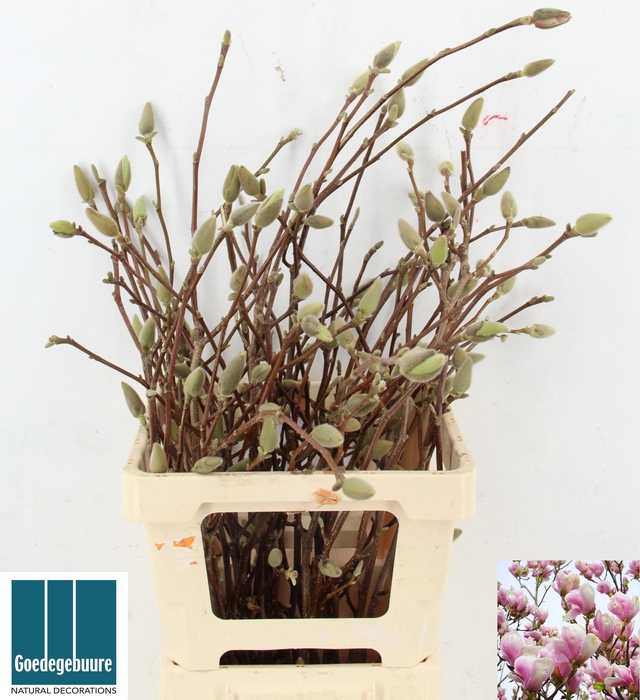 <h4>MAGNOLIA OV</h4>