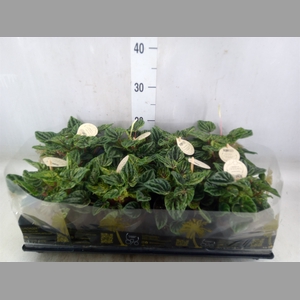 Peperomia