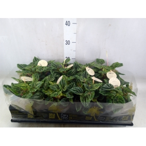Peperomia
