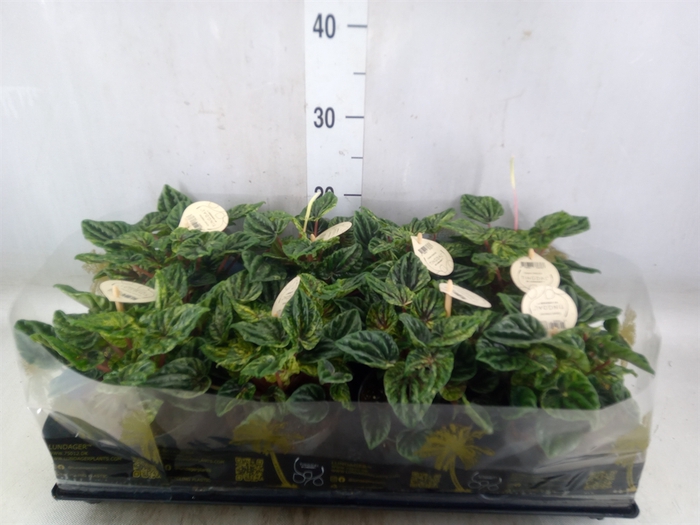 <h4>Peperomia</h4>