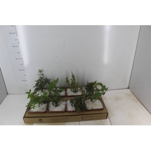 BONSAI JUNIOR VASO PLASTICO 1.1L