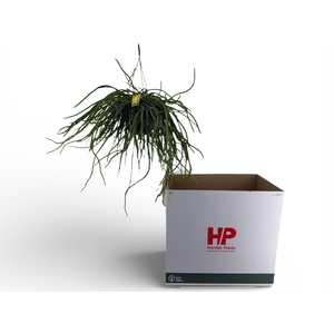 RHIPSALIS OV