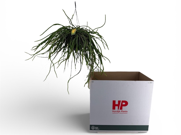 <h4>RHIPSALIS OV</h4>
