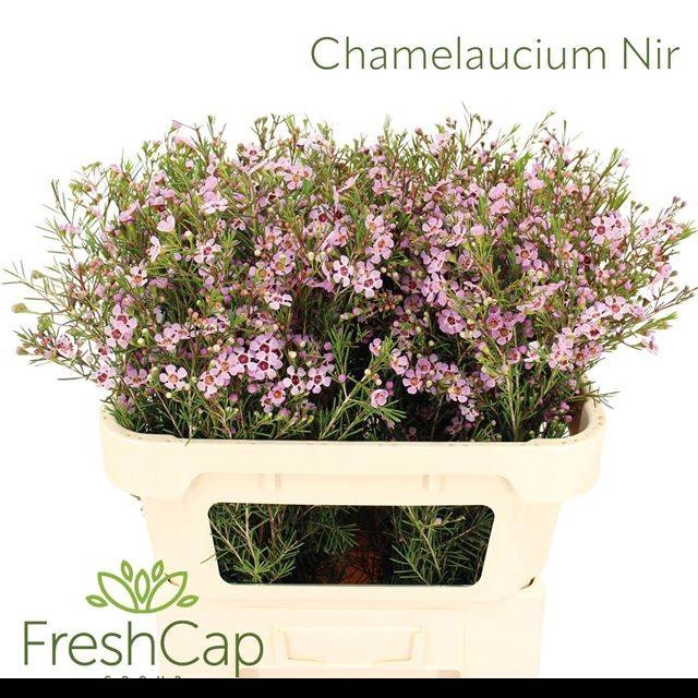 <h4>CHAME UN EARLY NIR</h4>