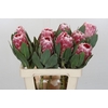 Protea Lady Di