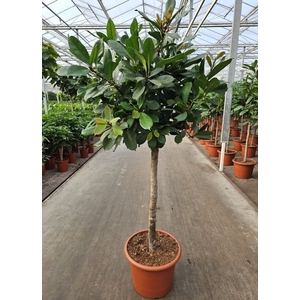 Ficus cyathistipula