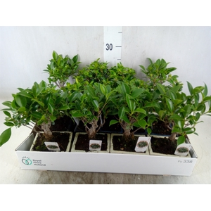 Bonsai   ...mix
