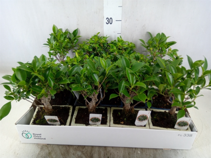 <h4>Bonsai   ...mix</h4>
