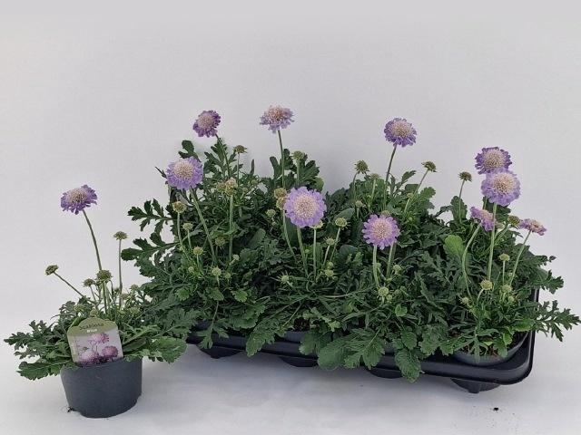 arr8 Scab Co Butterfly Bl