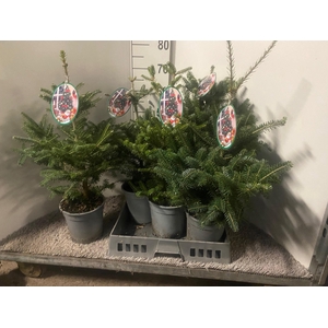 ABIES KOREANA
