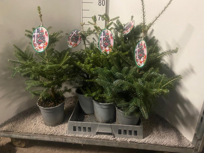 <h4>ABIES KOREANA</h4>
