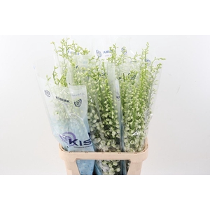 Delph Du Guard White