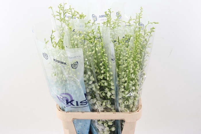 <h4>Delph Du Guard White</h4>