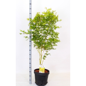 ACER PALMATUM
