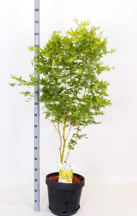 <h4>ACER PALMATUM</h4>