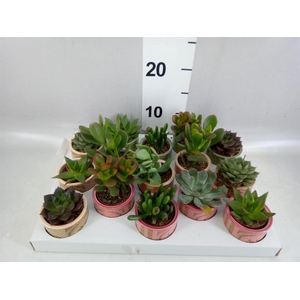 Succulents   ...