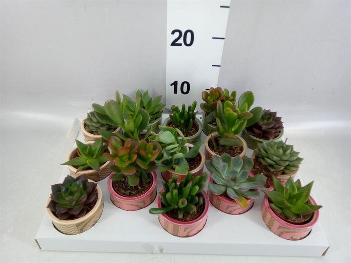 <h4>Succulents   ...</h4>