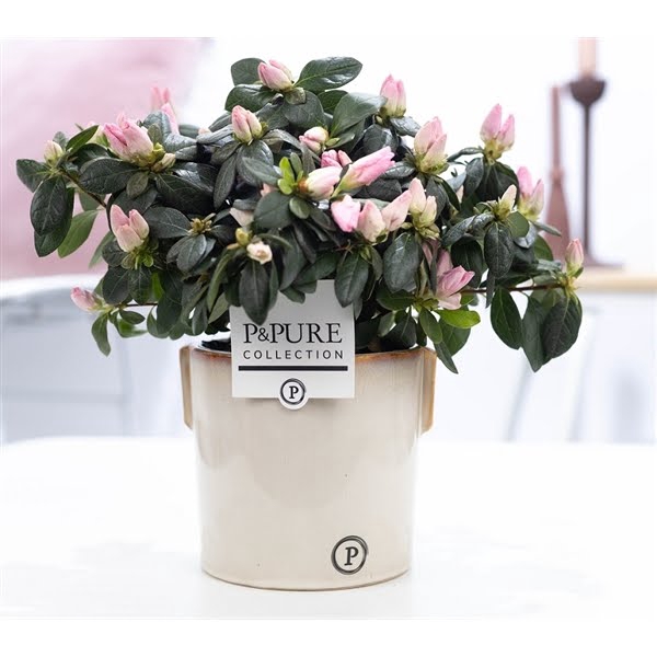 <h4>1st class Azalea pink in P&PURE Lauren ceramics</h4>