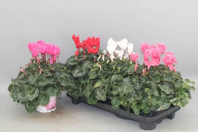 <h4>CYCL GR SUP XL</h4>