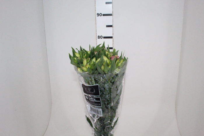 <h4>ALSTROEMERIA DUBAI 080 CM</h4>