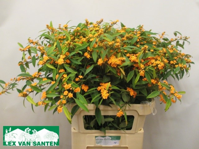 <h4>EUPH F T SUNSTREAM</h4>