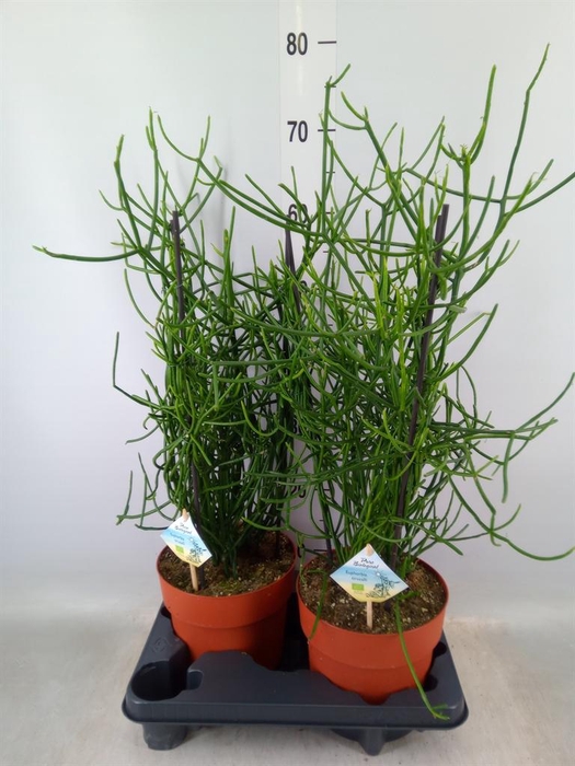 <h4>Euphorbia tirucalli</h4>