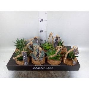 Succulents   ...mix 4