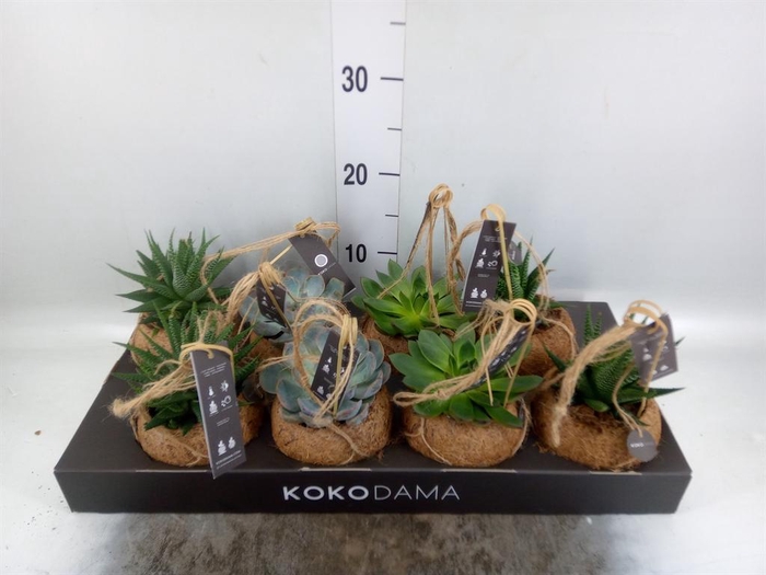 <h4>Succulents   ...mix 4</h4>