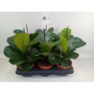 Ficus lyrata 'Bambino'