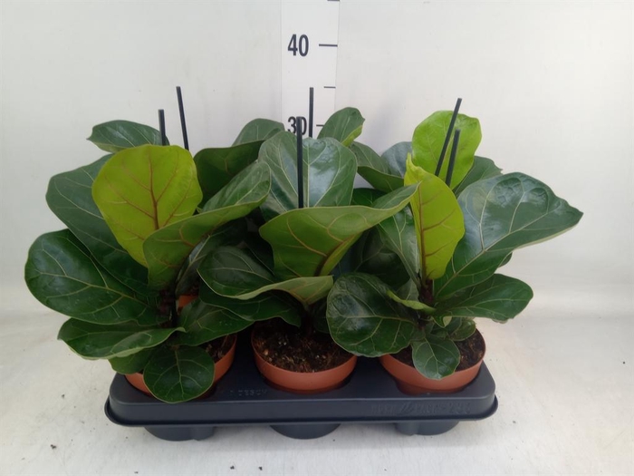 <h4>Ficus lyrata 'Bambino'</h4>