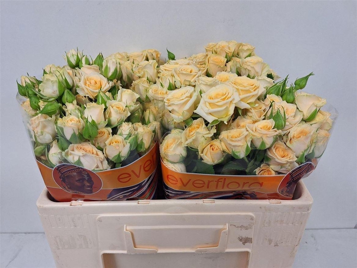 <h4>R TR SALINERO</h4>