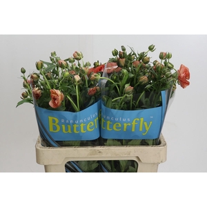 Ranunculus Butterfly Eris