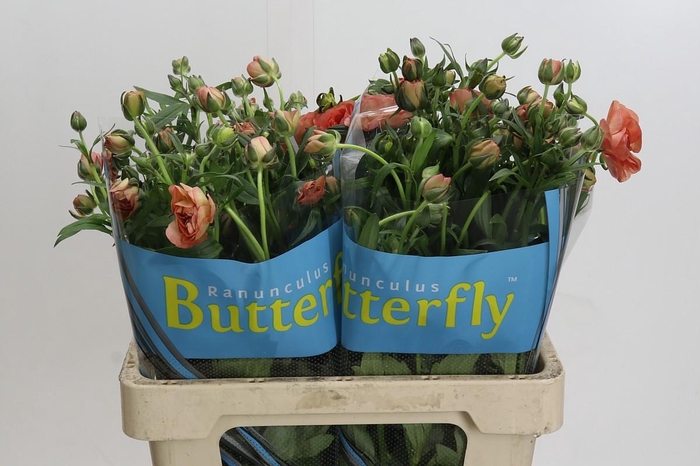 <h4>Ranunculus Butterfly Eris</h4>