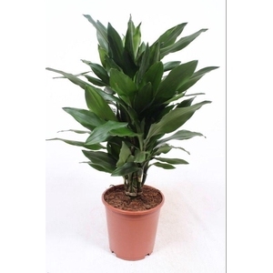 Dracaena Janet Lind