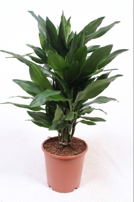 <h4>Dracaena Janet Lind</h4>