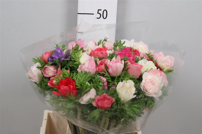 <h4>Anem Co Carill Gem</h4>