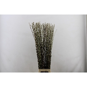Salix Caprea Snow Flake Premium