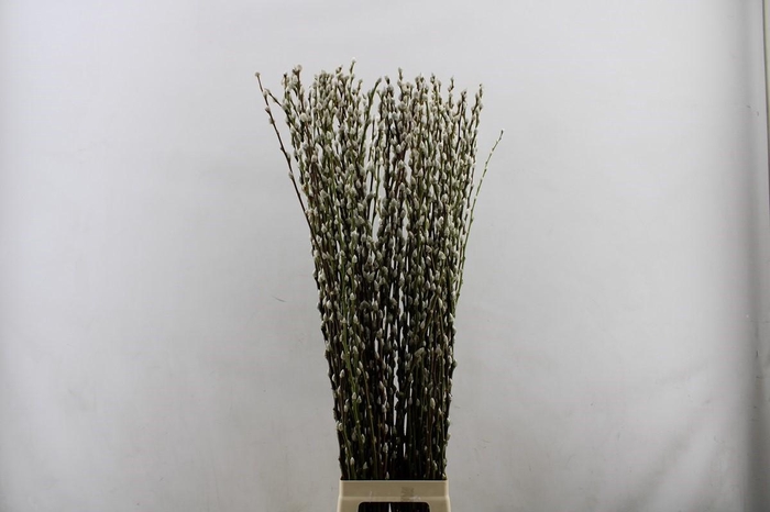 <h4>Salix Caprea Snow Flake Premium</h4>