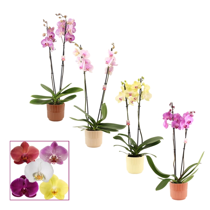 <h4>PHAL GEM</h4>