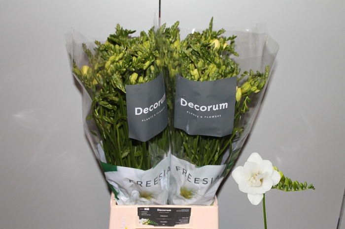 <h4>FR DU VENTURA</h4>