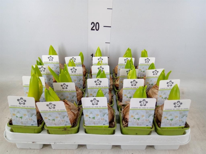<h4>Hyacinthus orie. 'Pearl White'</h4>