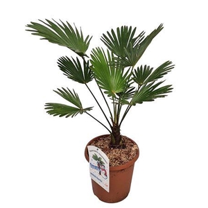 Trachycarpus Wagnerianus Nederlandse Teelt