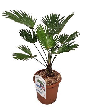 <h4>Trachycarpus Wagnerianus Nederlandse Teelt</h4>
