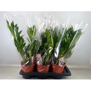 Zamioculcas zamiifolia 'Pixie'