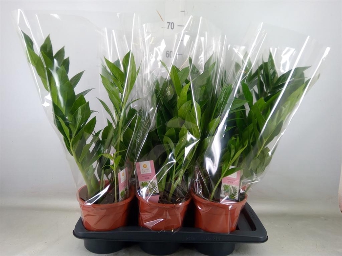 <h4>Zamioculcas zamiifolia 'Pixie'</h4>