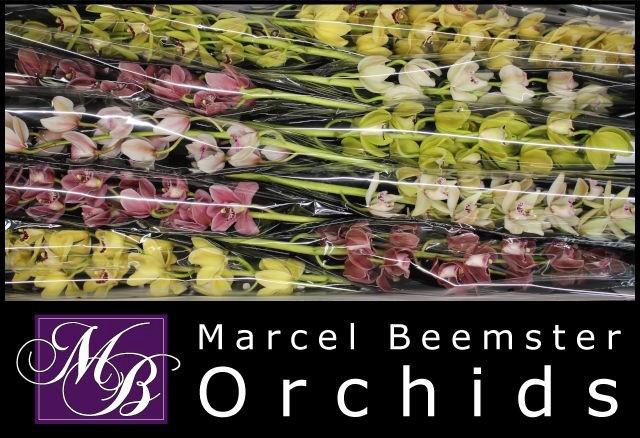 <h4>CYMB MI GEM</h4>